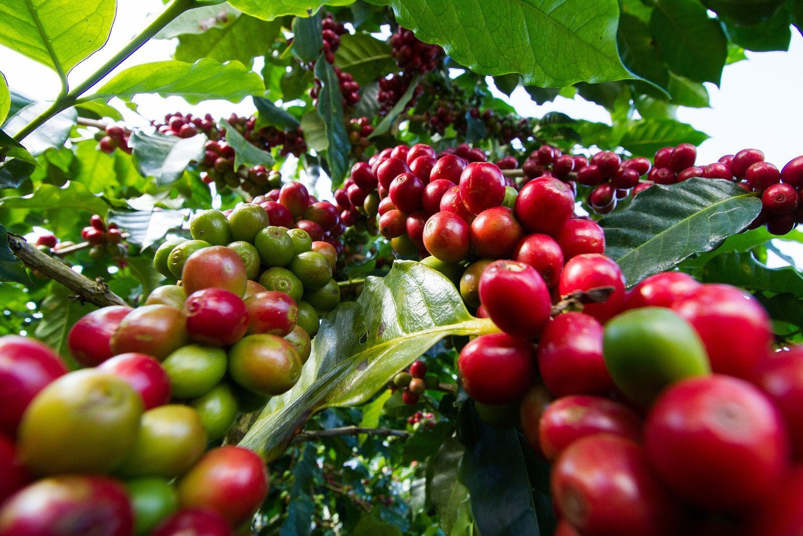 εικόνα σχετικά με το άρθρο της Magic Bean from farm to cup:A Look into the Coffee Industry with Magic Bean